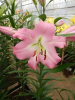 [4187 Super Master(Master) VZ No02.JPG]